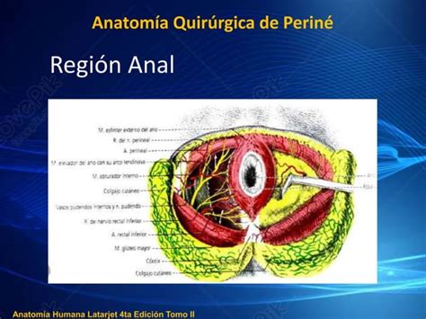 Anatomia Quirurgica De Perine Pptx