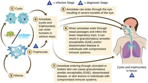 Protozoan Diseases In Man