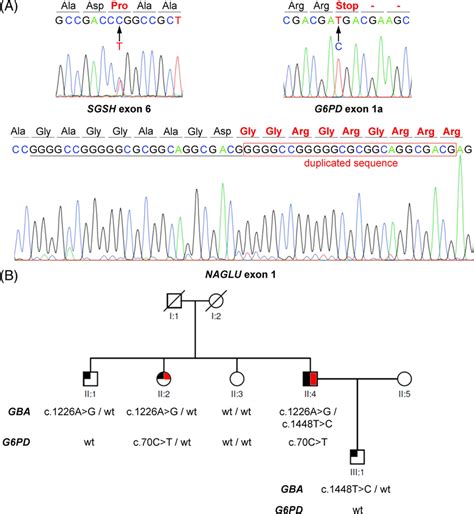 A Sanger Sequence Electropherograms Of The Three Novel Mutations