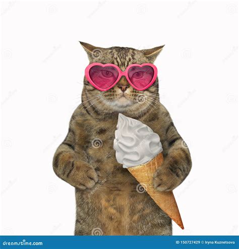 Cat Eating An Ice Cream Cone Stock Image - Image of beach, vacation: 150727429