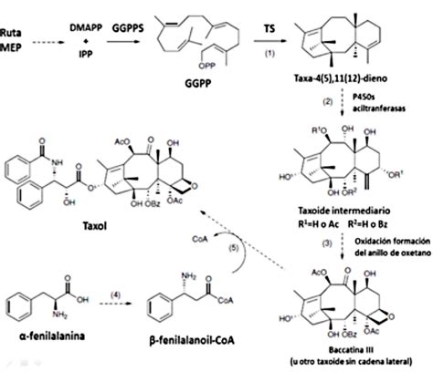 Esquema De La Ruta De Biosíntesis De Los Taxoides En Taxus Spp Download Scientific Diagram