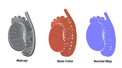 Male Testicles Testes Anatomy Model Turbosquid 1988351