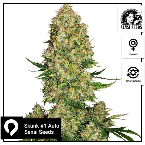 Skunk 1 Auto Sensi Seeds Feminised Seeds Kazam Seeds