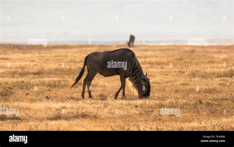 Los Us En La Sabana Africana En Ngorongoro Tanzania Fotograf A De