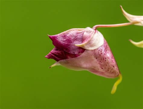 Bloom Bud Pussy Free Photo On Pixabay Pixabay
