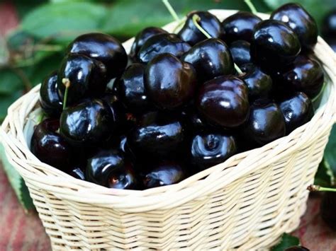 25 Different Types Of Cherries Tasty Varieties Insanely Good