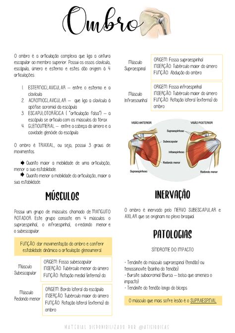 Complexo articular do ombro O ombro é a articulação complexa que liga