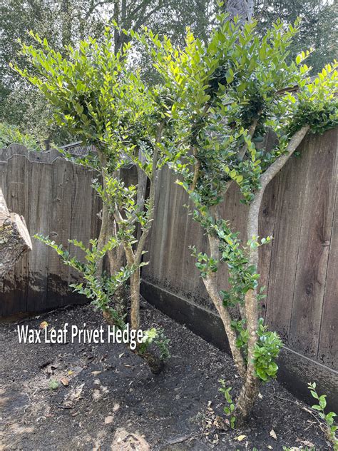 Controlling Poison Ivy And Thickening A Wax Leaf Privet Hedge The Dirt