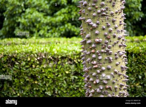 Silk Floss Tree Stock Photo Alamy