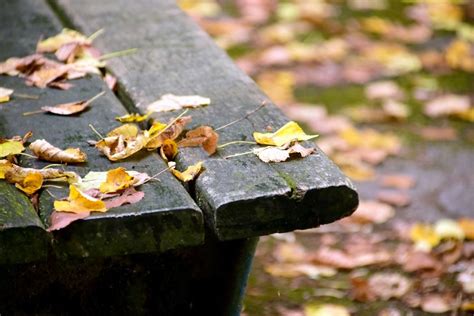 Imagen gratis árbol hoja tabla Banco parque naturaleza al aire