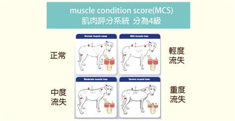 【你家寶貝有維持在健康的體態嗎？】林盈甄獸醫 Dog Being