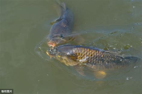 釣鯉魚還要靠運氣？運用鯉魚的習性特點，有這三個技巧就夠了 每日頭條