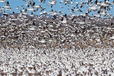 Conteo De Aves Monitoreo De Especies Para Conservación Loros Y