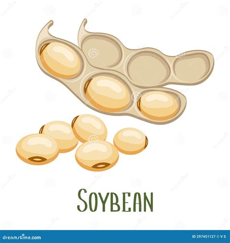 Soya Beans Milk And Tofu Soybean Sketch Pod On Plant Nuts And Seeds