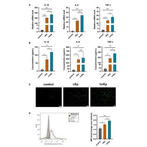 Effects Of CKp And HvKp Infection On The Production Of Pro Inflammatory