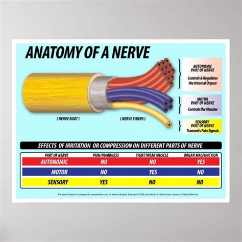 Anatomy of a Nerve 2016 Edition Poster | Zazzle.com