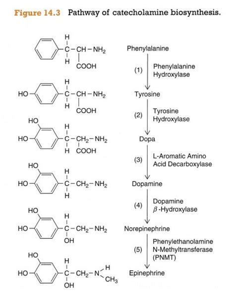 Cyberchondria: Pathway of catecholamine synthesis