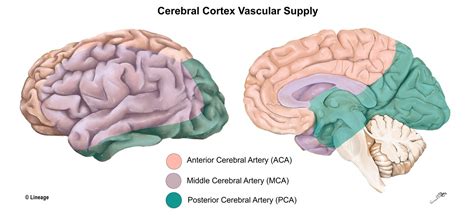 Cerebral Cortex Neurology Medbullets Step 1