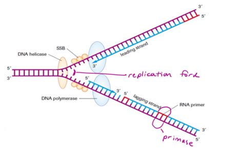 Dna Replication Flashcards Quizlet