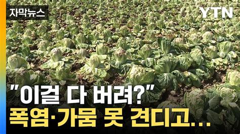 자막뉴스 포기는 배추 셀 때만 쓰는 말 이제는 배추밭째 포기 YTN YouTube