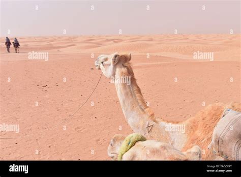 Caravane De Chameaux Dans Le Désert Du Sahara En Tunisie Lafrique