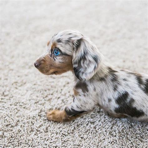 Dachshund Blue Eyes Atelier Yuwa Ciao Jp