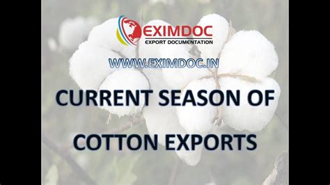 Current Season Of Cotton Exports In India Youtube