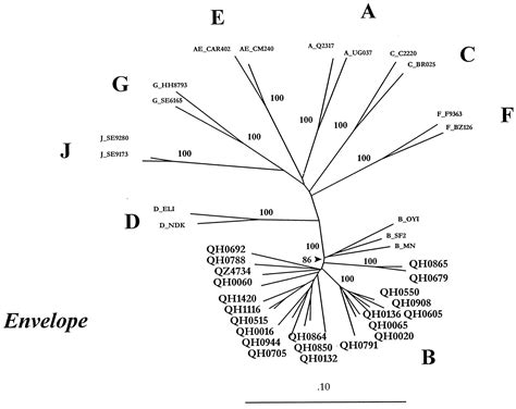 A Distinctive Clade B HIV Type 1 Is Heterosexually Transmitted In