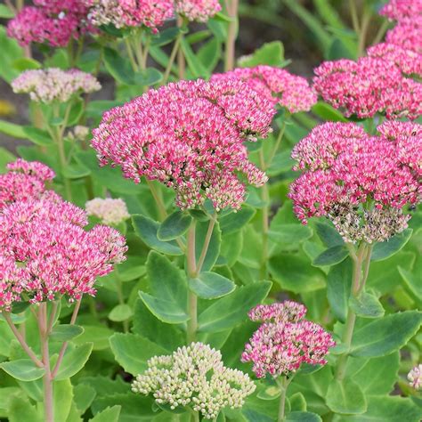 Sedum Herbstfreude Bloemenhuis