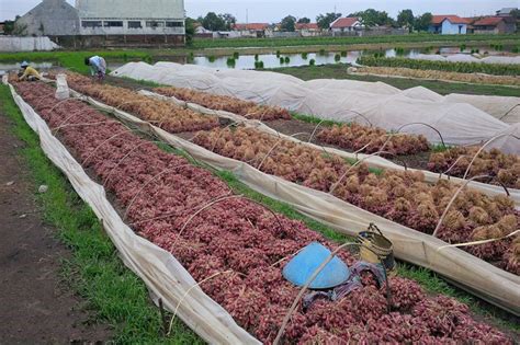 Bibit Mahal Petani Bawang Merah Di Brebes Beralih Ke Jagung Ekonomi