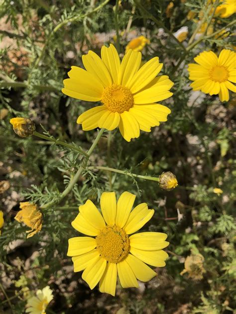 Kronen Wucherblume Kronen Wucherblume Glebionis Coronaria Flickr