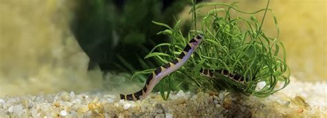 Kuhli Loach Care Guide Aquarium Setup Tank Mates Breeding And Feeding