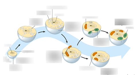 Biology 185- Theory of Endosymbiosis Diagram | Quizlet