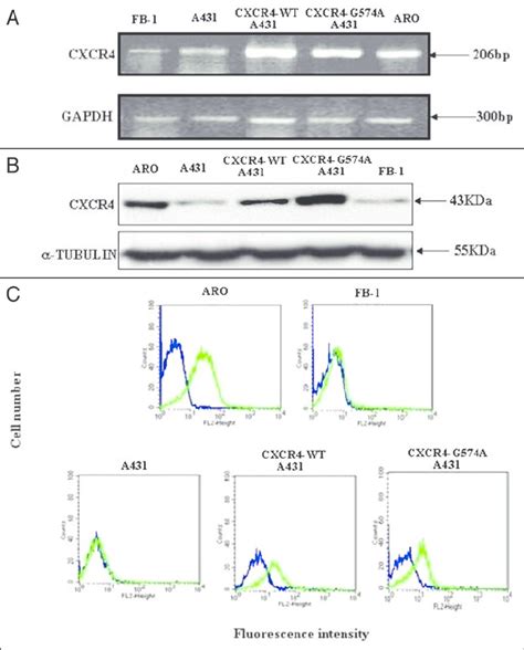 Overexpression Of CXCR4 WT And CXCR4 G574A In Human Epidermoid A431