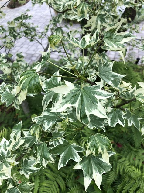 This Variegated Maple Rplants