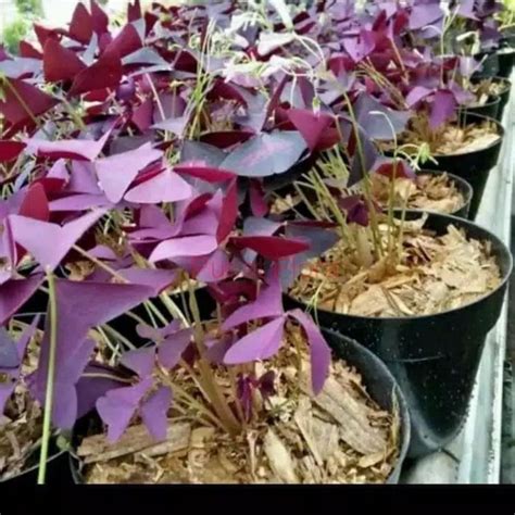 Jual Tanaman Hias Oxalis Triangularis Tanaman Kupu Kupu Unggu Shopee