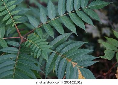 Big Leaves Pachira Aquatica Water Drops Stock Photo