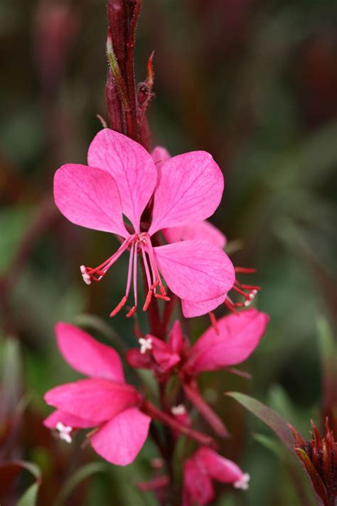 Gaura Lindheimeri Belleza Westcountry Nurseries