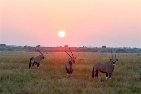 Central Kalahari Game Reserve Botswana Tourism Organisation