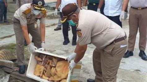 Tim Karantina Pertanian Aceh Sita Daging Babi Kg Lalu Dimusnahkan