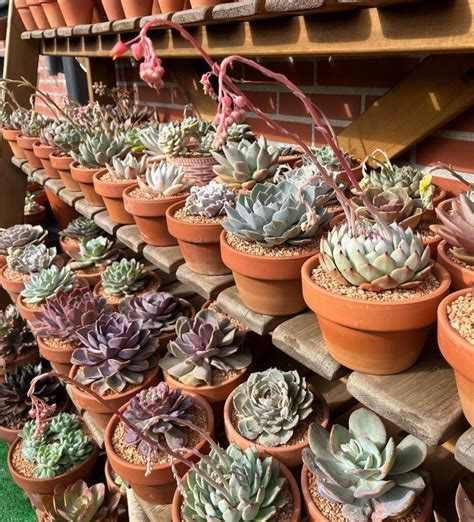 5 Expert Tips On How To Care For Your Succulent Plants