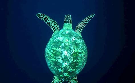 La Extinción De Especies Marinas Tiene Un Grave Efecto E El Ecosistema