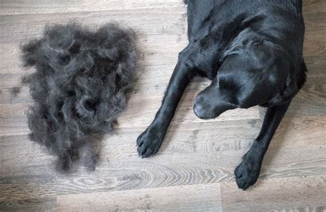 Why Is My Dog Shedding So Much A Helpful Guide Best Pets