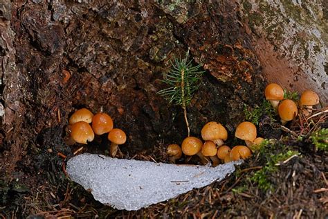 Mushrooms Velvet Foot Calves Mini Free Photo On Pixabay Pixabay