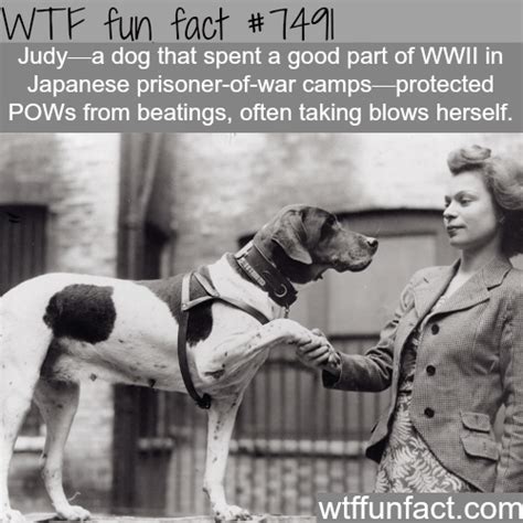 Amazing Wtf Fun Facts About Animals That Will Blow Your Mind Artofit