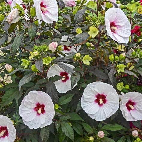 Gardens Alive 1 Pack In Bareroot Mocha Moon Perennial Hibiscus In The