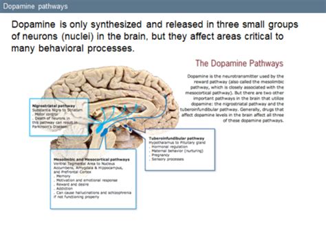 Psychopharmacology Chapter 3 Flashcards Quizlet