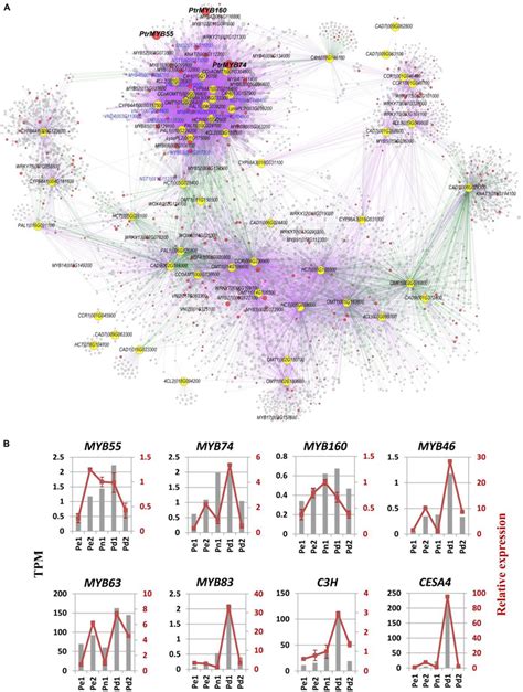 Co Expression Network Of Lignin Biosynthetic Genes Based On Our RNA