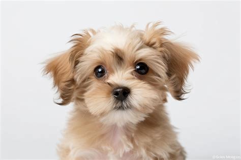 Un Cachorro Con Un Fondo Blanco Foto Premium