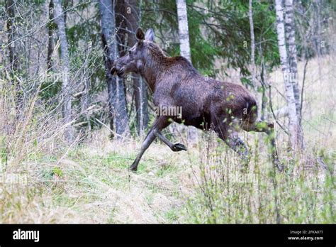 Northern Boreal Forests Hi Res Stock Photography And Images Alamy